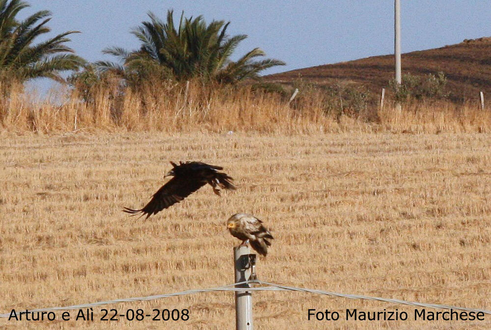 Alì (a destra, liberato nel 2005) ed Arturo (liberato nel 2007) fotografati a in Sicilia nel 2008